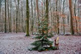 Christmas Tree in the Forest
