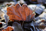 Frosted Leaf