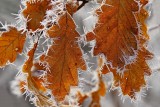 Oak Leaves in Winter