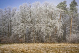 Frosted Trees