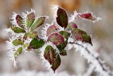 Frosted Blackberry Leaves