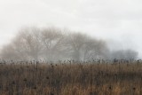 Sunflower Field in Winter Fog