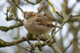 House Sparrow  in the Apple Tree