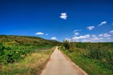 Vineyard Walk