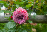 2021-06-04 (Rose Garden Test Shots)-1000055.jpg