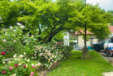 Local Rose Garden-Late Spring, 2021