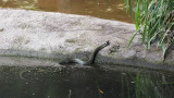 678_OLA10790.JPG