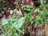 Giant Wakerobin (Trillium chloropetalum)