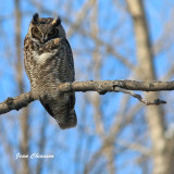 Grand Duc dAmrique - Great Horned Owl  