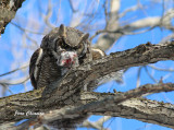 Grand Duc dAmrique - Great Horned Owl  