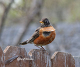 Merle Damrique / American Robin