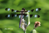 La gracieuse Libellule / Dragonfly