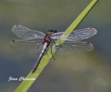 Libellule / Dragonfly