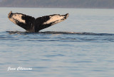 Baleine à Bosse (Humpback Whale)