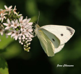 Papillon Butterfly