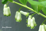 Cloches