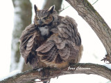 Grand Duc d'Amérique - Great Horned Owl