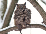 Grand Duc dAmrique - Great Horned Owl       