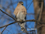 pervier de Cooper (Coopers Hawk