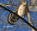 pervier de Cooper (Coopers Hawk