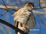 Épervier de Cooper (Cooper's Hawk