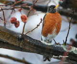 Merle D'amérique / American Robin