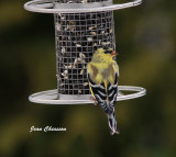 Chardonneret jaune ( American Goldfinch