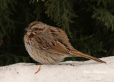Bruant Chanteur /Song Sparrow