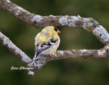 Chardonneret jaune ( American Goldfinch
