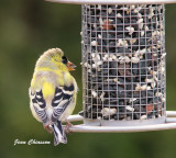 Chardonneret jaune ( American Goldfinch