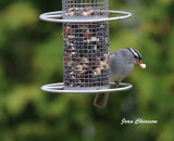 Bruant  Couronne Blanche / White crowned Sparrow