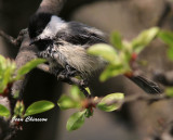 Mésange - Chickadee