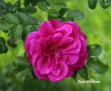 Rose / Pink / Rosa /