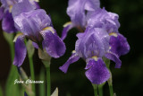 Iris pseudacorus / iris des marais 