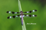 La gracieuse Libellule / Dragonfly