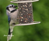Geai bleu - Blue jay