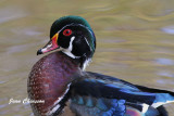 Canard Branchu _ Wood Duck