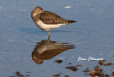 Chevalier Solitaire / Solitary Sandpiper