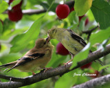 Chardonneret jaune ( American Goldfinch 