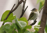 Viréo Aux Yeux Rouges / Red - eyed Vireo