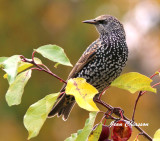 Étourneau Sansonnet (European Starling )