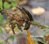 Chardonneret jaune ( American Goldfinch 