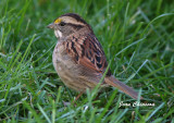 Bruant A Gorge Blanche / White - throated Sparrow