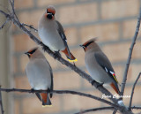 Jaseur D`amérique / Cedar Waxwing