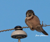 Chouette perviere ( Northern Hawk