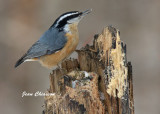 Sittelle à Poitrine rousse ( Red-breasted Nuthatch )