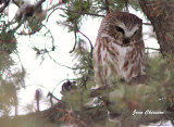 Petite Nyctale / Northern saw-whet owl
