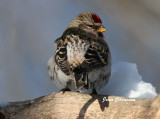 Sizerin flamm - Common Redpoll