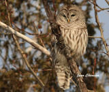 Chouette Raye (Barred Owl )