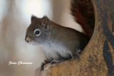 Écureuil roux / American Red Squirrel / Sciurus vulgaris 